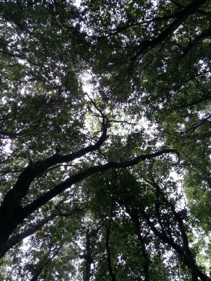 Relais Il Giardino Fra Gli Ulivi Vila Torino di Sangro Exterior foto