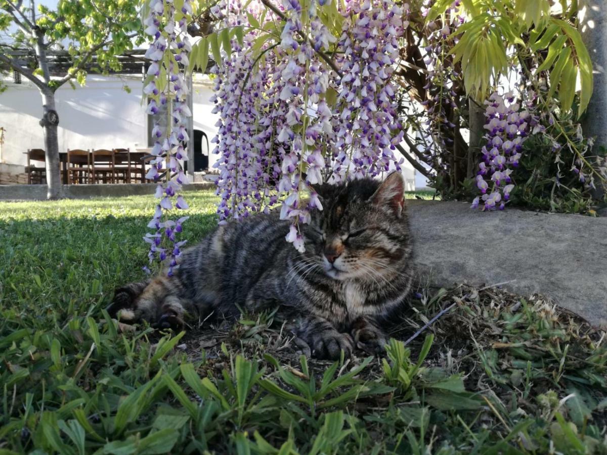 Relais Il Giardino Fra Gli Ulivi Vila Torino di Sangro Exterior foto